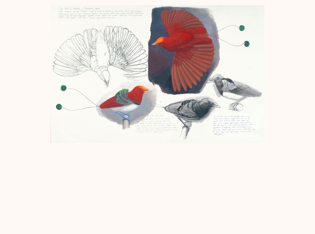 King Bird of Paradise